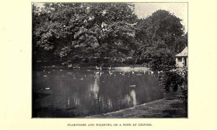 Flamingo Pond at Lilford